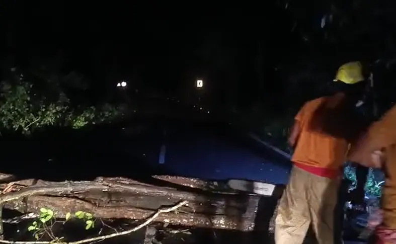 Cyclone Arnab impact: Koraput sees heavy rain, fallen trees block roads in Gajapati

