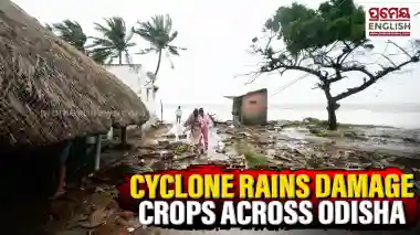 Cyclone-induced rain damages crops across Odisha, farmers worried