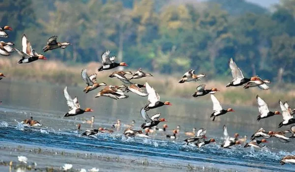 Odisha plans district-level committees to strengthen wetland conservation


