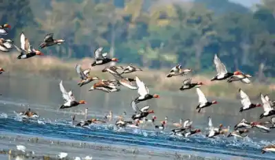Odisha plans district-level committees to strengthen wetland conservation