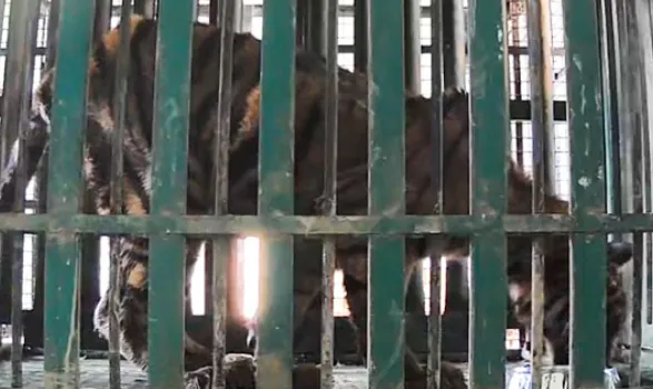 Rescued tiger cub released into Similipal core area for acclimatization