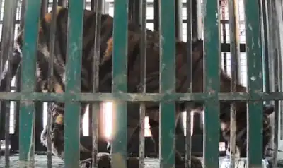 Rescued tiger cub released into Similipal core area for acclimatization