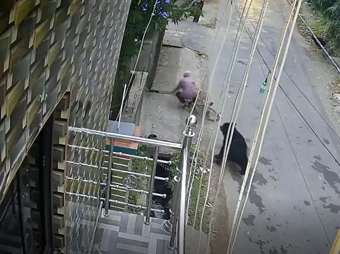 Wild bear charges at cyclist in Odisha Town, bone-chilling video caught on CCTV