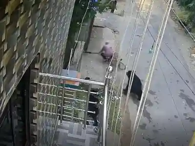 Wild bear charges at cyclist in Odisha Town, bone-chilling video caught on CCTV