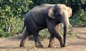 Three women killed, three injured in elephant attack in Dhenkanal