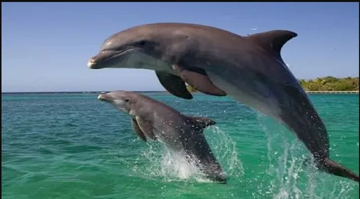 farmers-distribute-sweets-after-pm-modi-announced-repealing-of-3-farm-laws