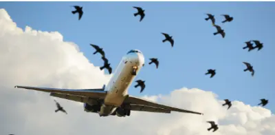 Bird-hit incidents at Airports surge to 1,782 in 2025: Government Report