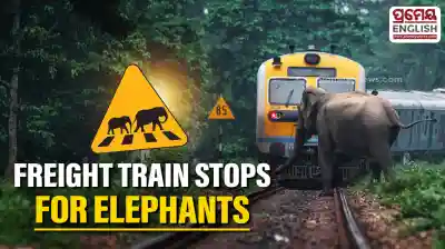 Goods train halted to ensure safe passage for elephants