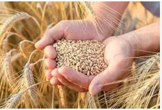 Govt. of India approves wheat & sugar exports