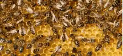 Old Man Dies, Nine Injured in Bee Attack in Odisha's Kendrapara