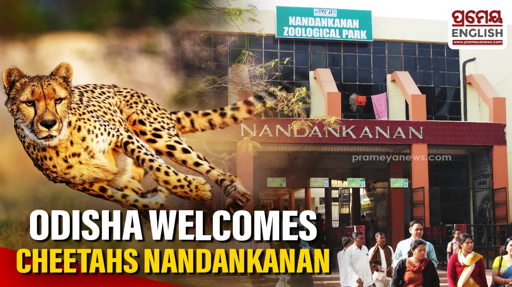 Odisha to welcome Cheetahs at Nandankanan Zoological Park
