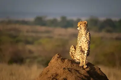 Odisha to welcome Cheetahs at Nandankanan Zoological Park