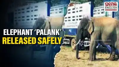Rogue elephant “Palank” released in Angul Forest after tranquilization