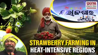 Defying the Heat: How Sushant Kumar Brought Strawberries to Khordha