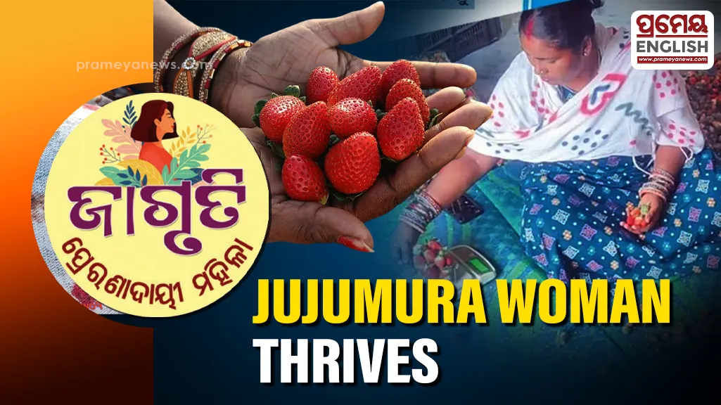 Strawberry farming brings sweet success to Jujumura woman