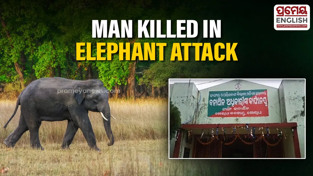 Man killed in elephant attack in Tangi forest; Two others escape