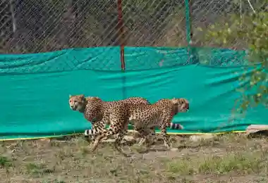 9 cheetahs from Botswana released at Kuno National Park 