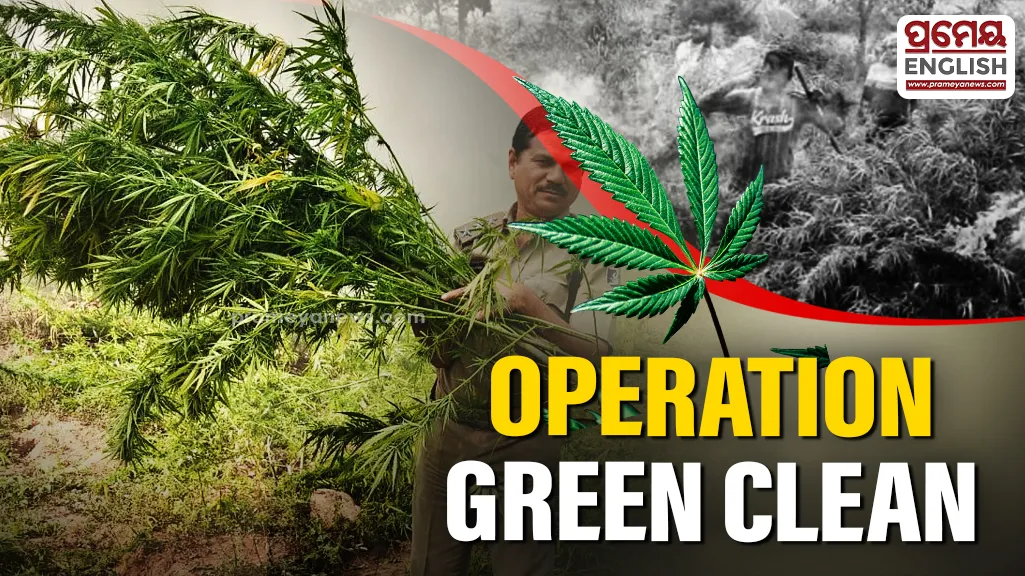Operation Green Clean: Major crackdown on illegal cannabis cultivation in Koraput

