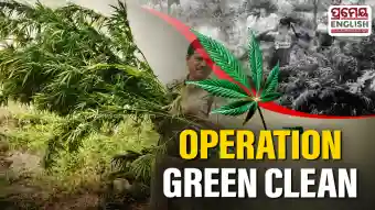 Operation Green Clean: Major crackdown on illegal cannabis cultivation in Koraput