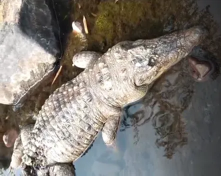 water-logging-hits-normal-life-in-cuttack