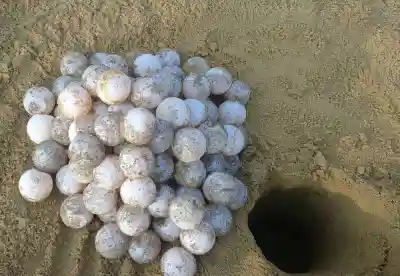 Rare Olive Ridley Turtle nesting season begins at Konark Beach