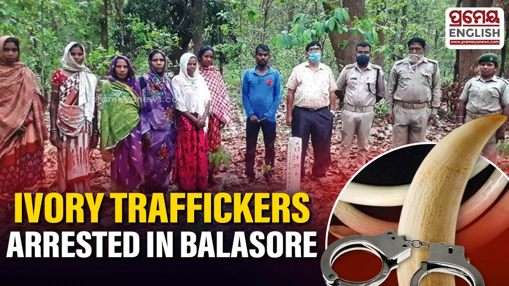 Odisha Forest Department busts ivory trafficking racket, four arrested in Balasore

