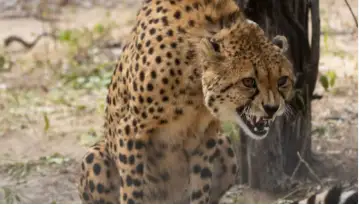 Third batch of Cheetahs from Botswana to arrive in India on February 28