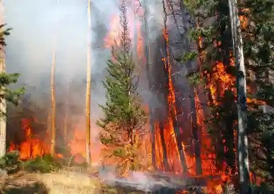 Odisha Forest Department enhances measures to prevent summer fires