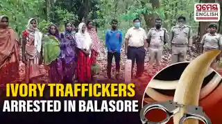 Odisha Forest Department busts ivory trafficking racket, four arrested in Balasore