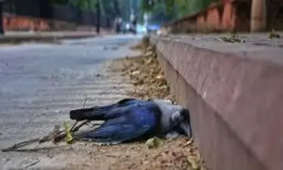 H5N1 Bird Flu in Chennai confirmed after hundreds of crows found dead across city