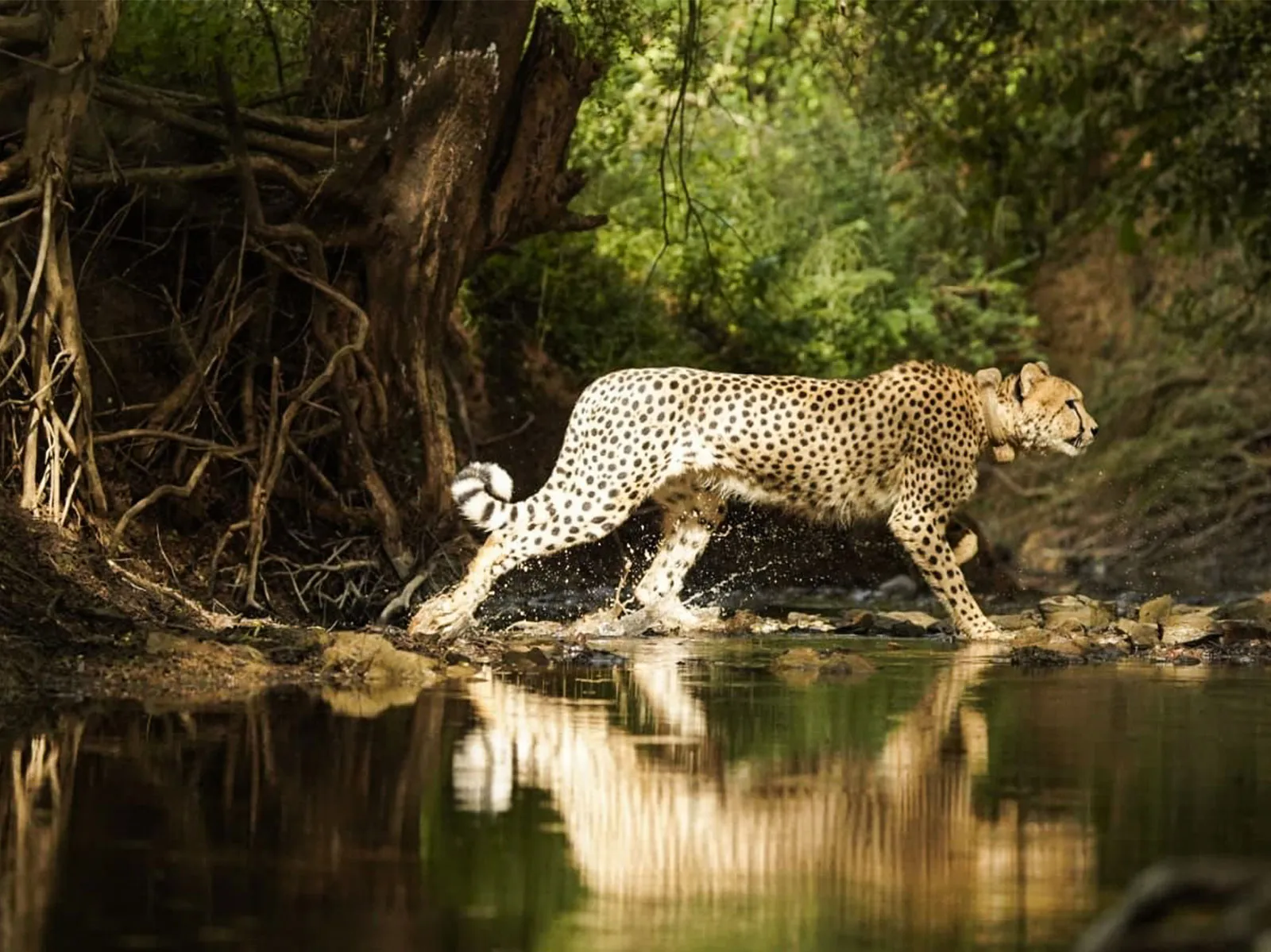 vote-odisha-results-bjd-vs-bjp-in-103-seats-bjd-vs-congress-in-40-segments