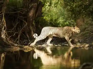 Namibian cheetah Aasha gives birth to five cubs, India's Cheetah count rises to 35