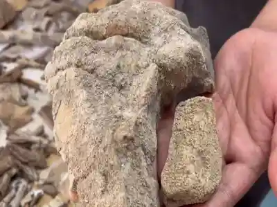 148 Lichen species with potential anti-cancer properties identified in Simlipal; highest ever in Odisha