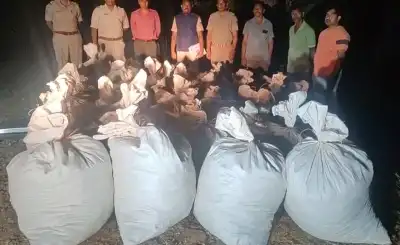 Kalimela Police seize over Rs1 crore worth of cannabis from forest area