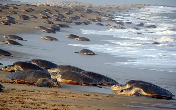 now-jk-students-can-pursue-research-internship-at-iit-bhubaneswar