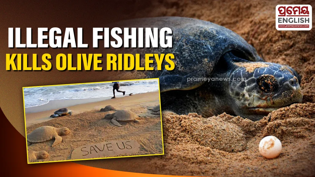 Olive Ridley Turtle deaths rise due to illegal fishing in Gahirmatha Marine Sanctuary

