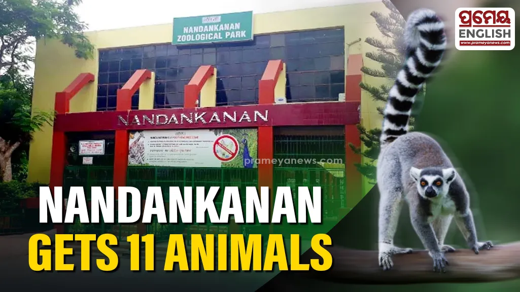 Nandankanan welcomes 11 new animals, Ring-tailed Lemurs among them