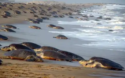 Olive Ridley Turtle deaths rise due to illegal fishing in Gahirmatha Marine Sanctuary