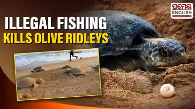 Olive Ridley Turtle deaths rise due to illegal fishing in Gahirmatha Marine Sanctuary