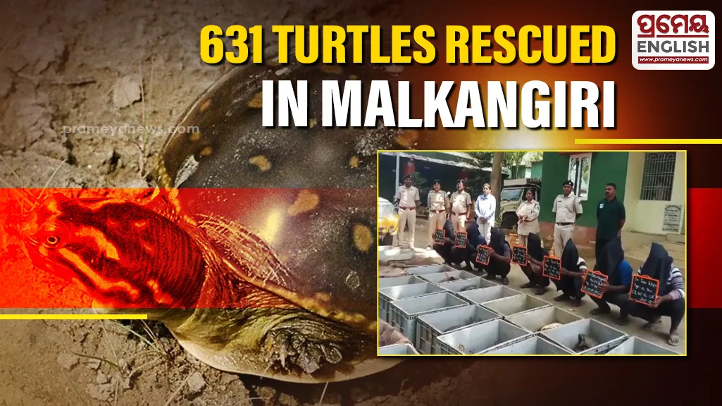 Odisha Forest Department rescues 631 live Turtles in Malkangiri, Seven arrested

