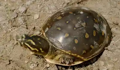 Odisha Forest Department rescues 631 live Turtles in Malkangiri, Seven arrested