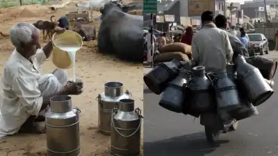 Local dairy sellers must secure FSSAI registration to legally operate and ensure public health safety