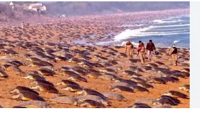 paris-olympics-shooter-manu-bhaker-archers-may-dazzle-today