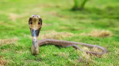 Man attempts suicide by provoking Cobra after family dispute in Koraput