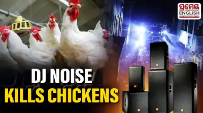 Farmer alleges Rs1.4 Lakh loss as DJ sound kills chickens