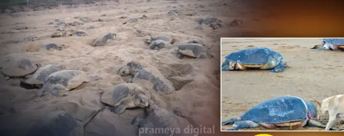 odisha-receives-4000-covid-19-testing-kits