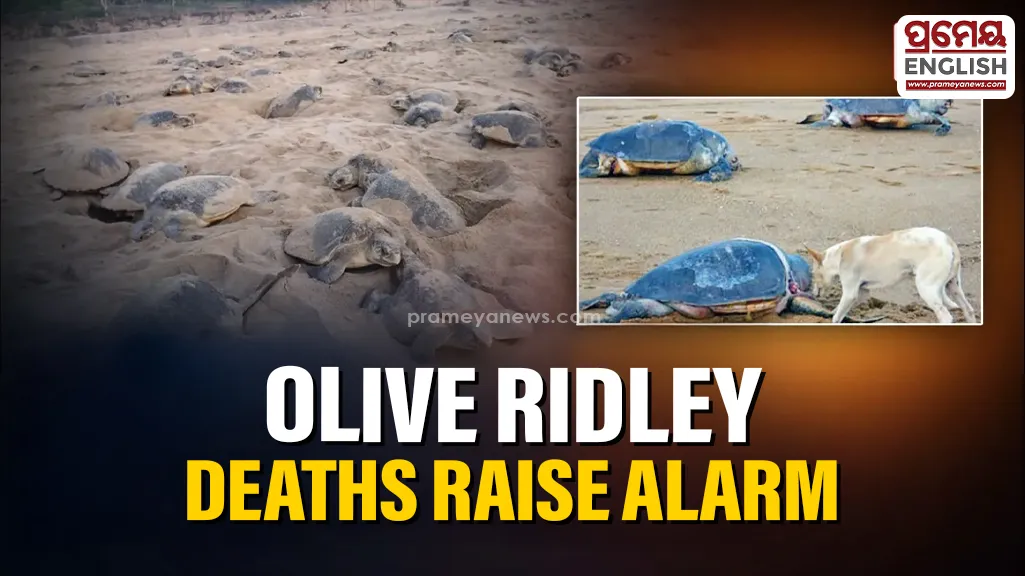 Olive Ridley Turtle deaths spark concerns over illegal fishing & environmental damage at Gahirmatha

