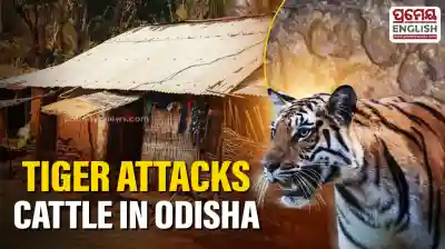 Villagers in panic after tiger attacks cattle in Odisha's Gajapati