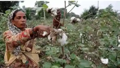 Cabinet approves MSP funding of Rs.1,718.56 crore to CCI for cotton seasons 2023-24 