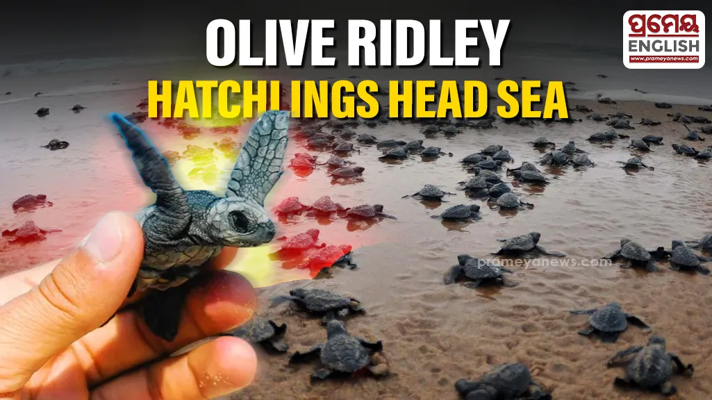 Baby olive ridley turtles head to sea at Puri's Blue Flag Beach
